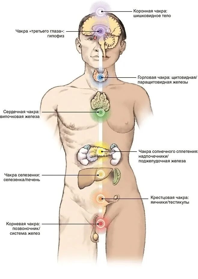 Почему боли в солнечном сплетении. Чакры и органы. Энергетические центры и органы человека. Органы в Солнечном сплетении. Система чакр и органы.