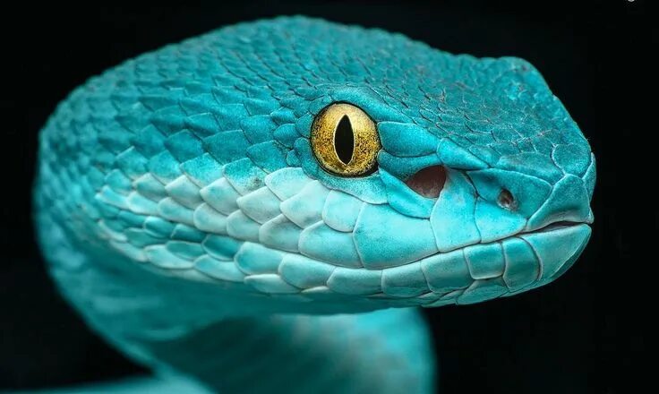Venom Blue Viper / 500px Pet snake, Cute snake, Rare animals