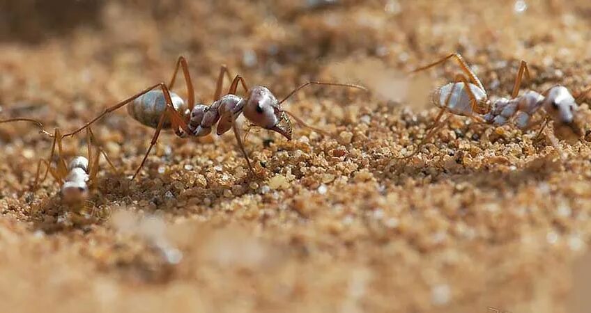 Муравей фаэтончик. Серебряные муравьи пустыни сахары. Самый быстрый муравей. Муравей фаэтончик. Самый быстрый муравей в мире.