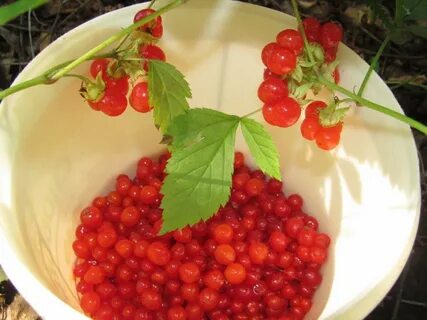 Варенье из костяники