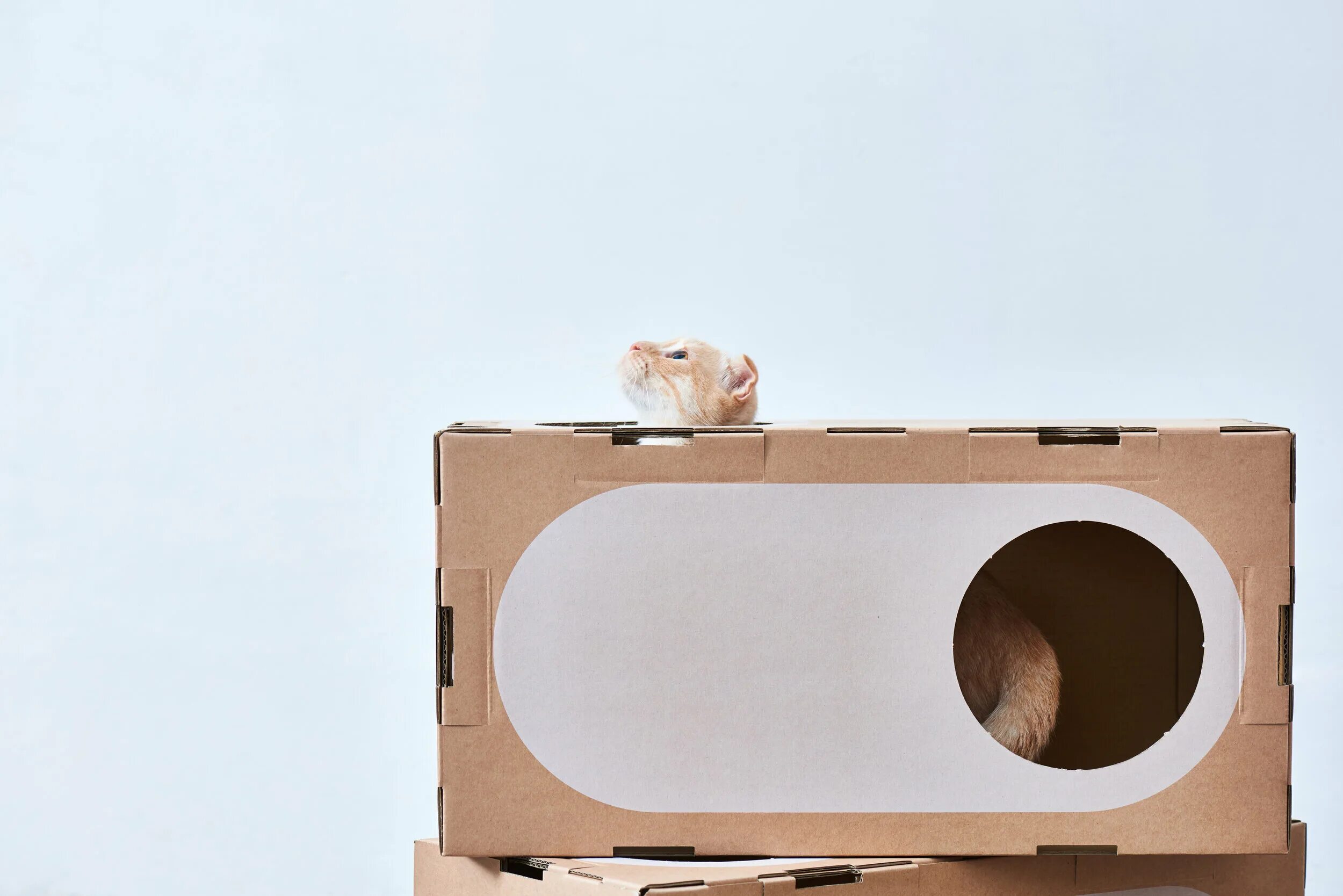 Cat thing. Домус кошка. Cardboard clip for book Cat. YOUTUBER shows how to make neat Cardboard Toy for your Cats.