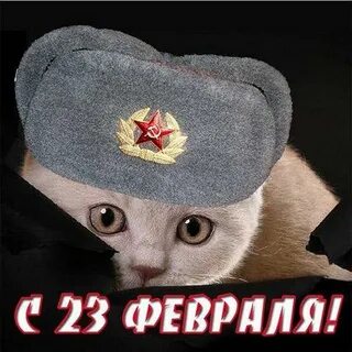 С днем защитника отечества котик