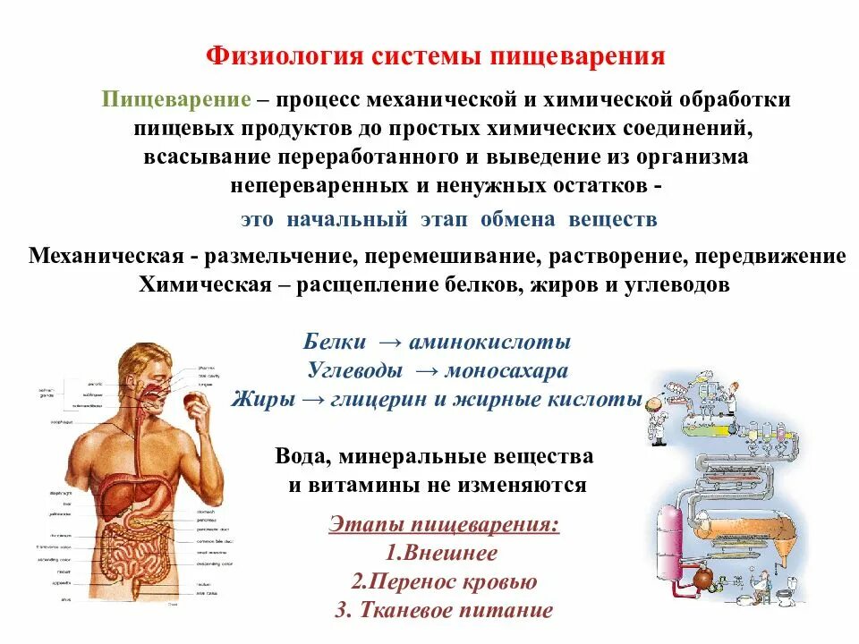 процесс пищеварения это тест