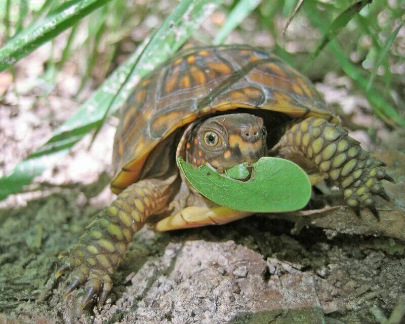Left turtle. A Turtle eats leaves.