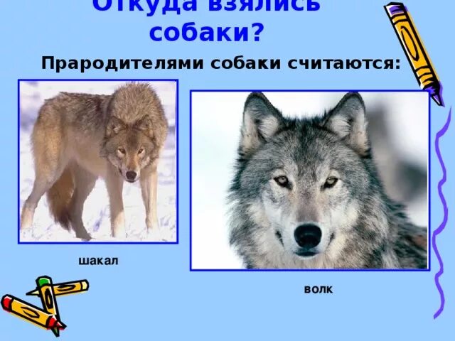 Чем отличается волк от шакала. Различие волка и шакала. Шакал и волк разница. Отличие шакалов от Волков. Шакал и волк сравнение.