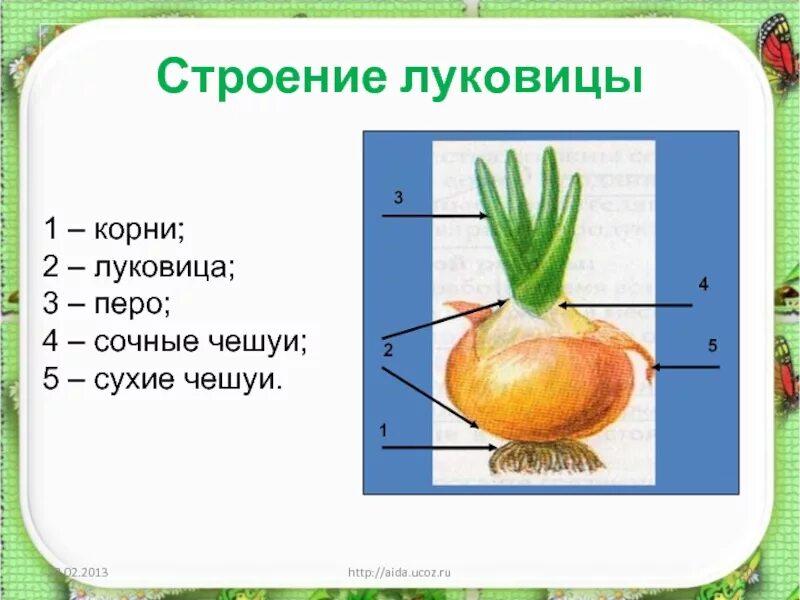 Какое значение имеет луковица