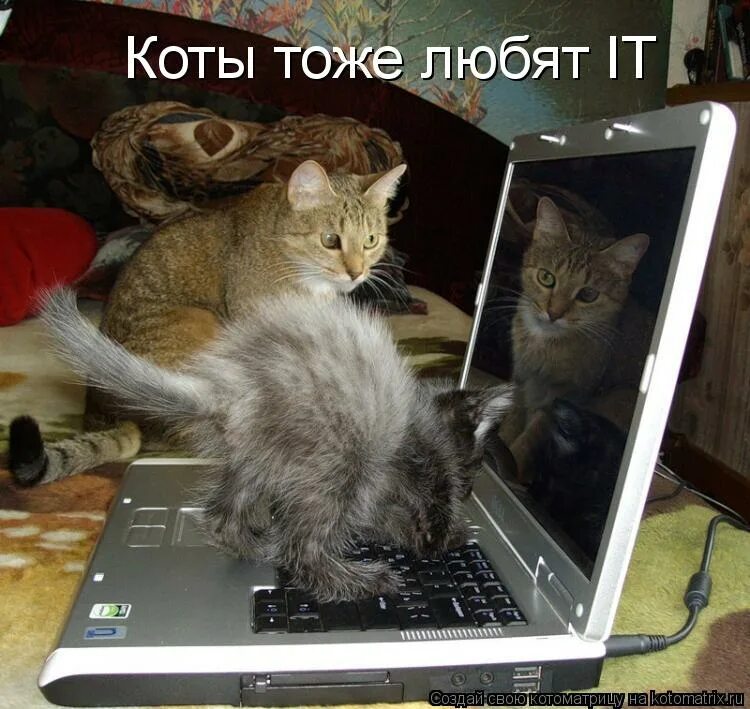 кот и это тоже. коты тоже любят. люблю своего котика. Pişiklərim my cats. коты тоже любят.