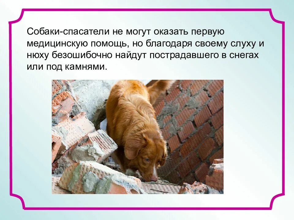 Как человек использует собак. Роль собаки в жизни человека. актуальность собак в жизни человека. собаки в жизни человека презентация. собака в жизни человека проект.