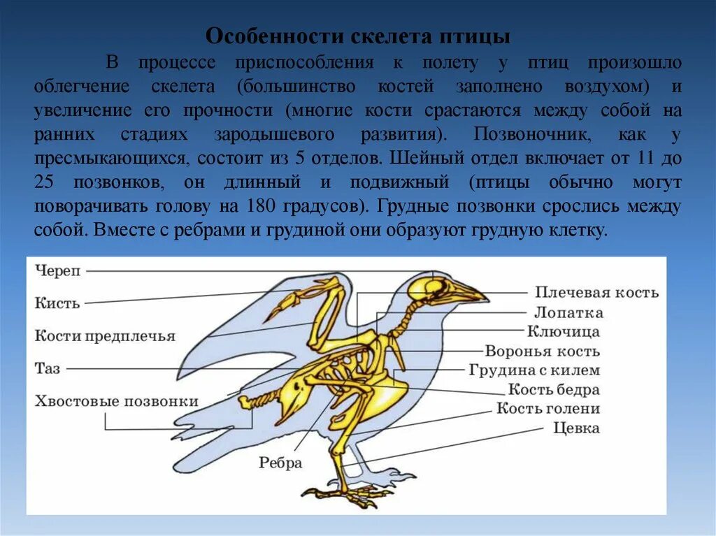 Шейный отдел пресмыкающихся состоит из. Строение скелета птицы. Приспособления птиц. Приспособления птиц к полету. Приспособление скелета птиц к полету.