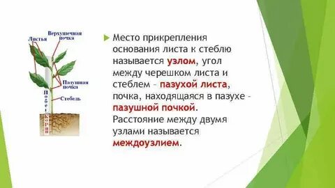 Участки стебля между двумя ближайшими узлами называют