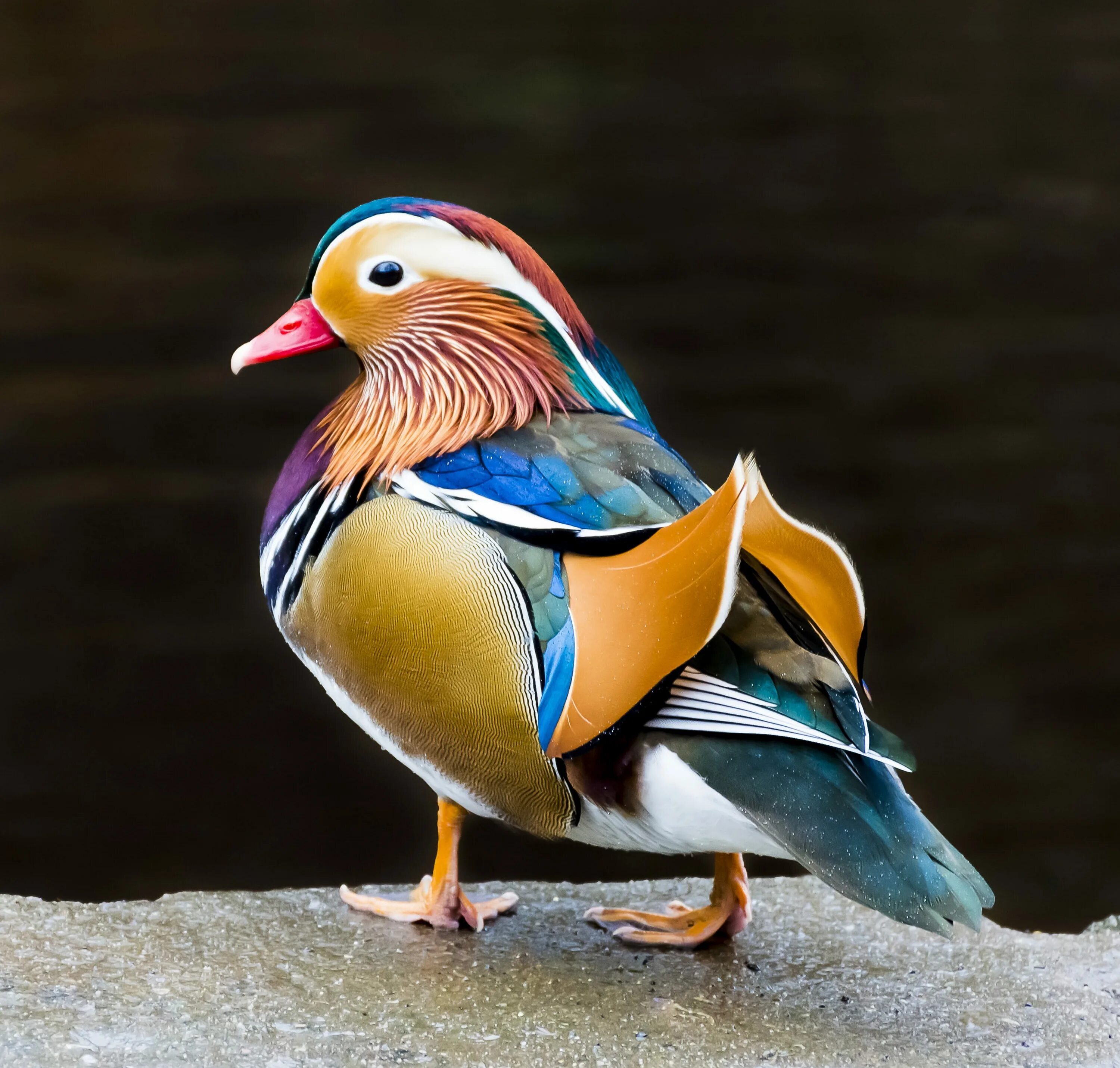 Duck bird
