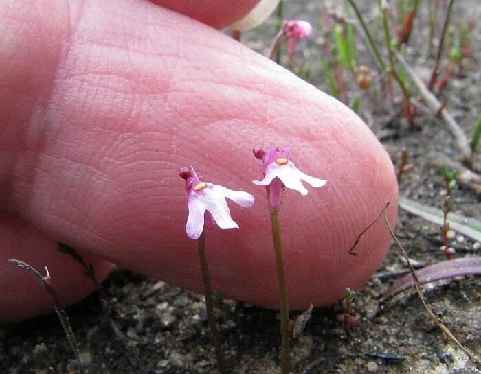 Яблоко корень. Колгановый корень. Подъельник обыкновенный гриб. Узловые корни. Колгановый корень.