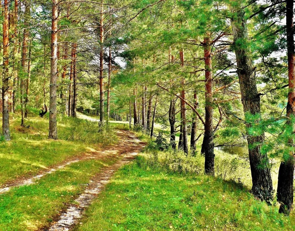 красивый лес россии. леса русские какие.