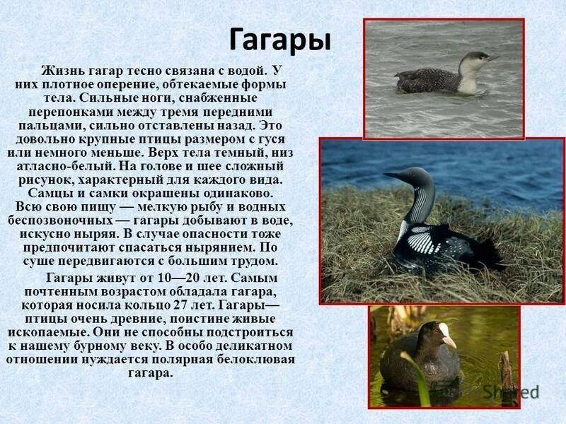 Европейская чернозобая гагара. Жизнь гагары. Жизнь гагары. Черноклювая (полярная) гагара. Чернозобая гагара (gavia arctica).