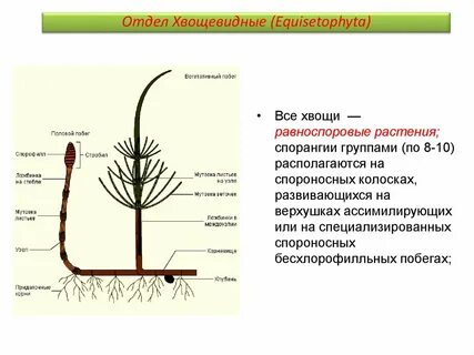 У хвощей хорошо развит подземный побег корневище