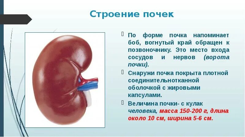 Укажите края почки. Строение почки. Почки человека для презентации. Презентация на тему почки анатомия.