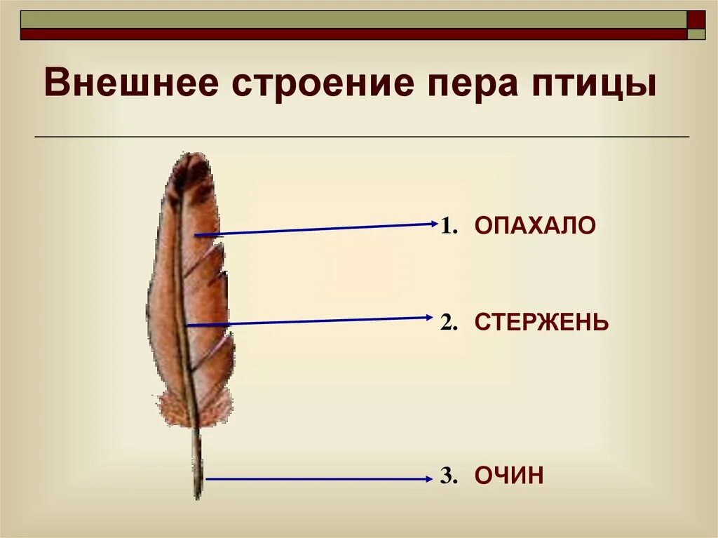 Строение пера птицы рисунок. Строение опахала пера птицы. Схема строения пера птицы. Строение пера птицы 1 класс. Изучение строения пера птицы