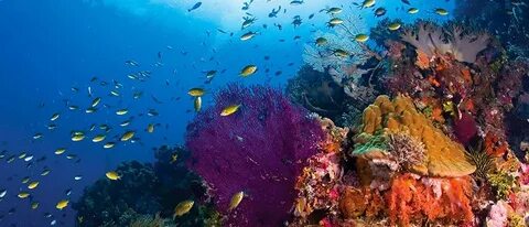 Coral see
