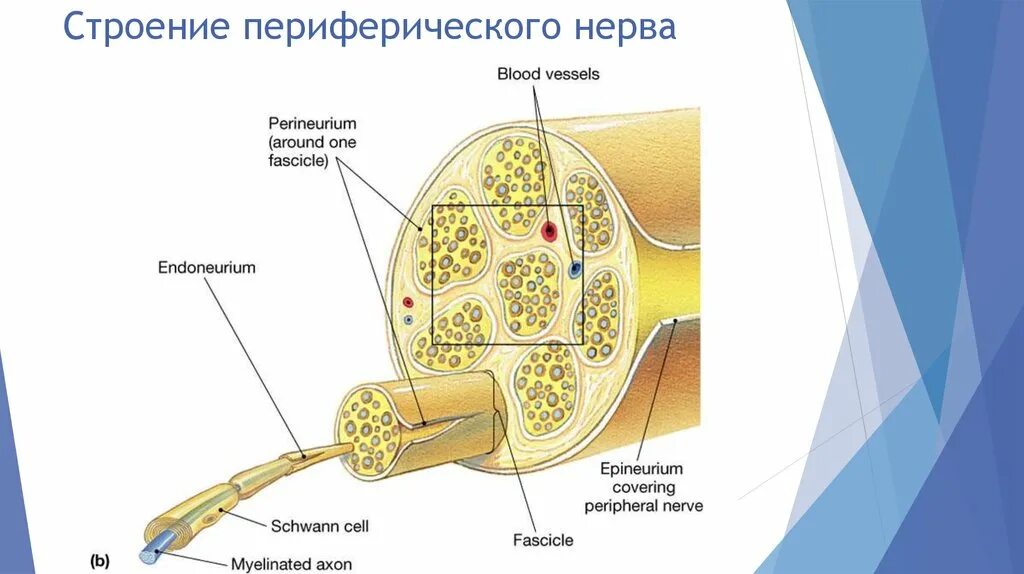 Строение нерва рисунок. Строение периферического нерва анатомия. Внутриствольное строение периферических нервов. Строение периферического нерва неврология. Схема строения периферического нерва.