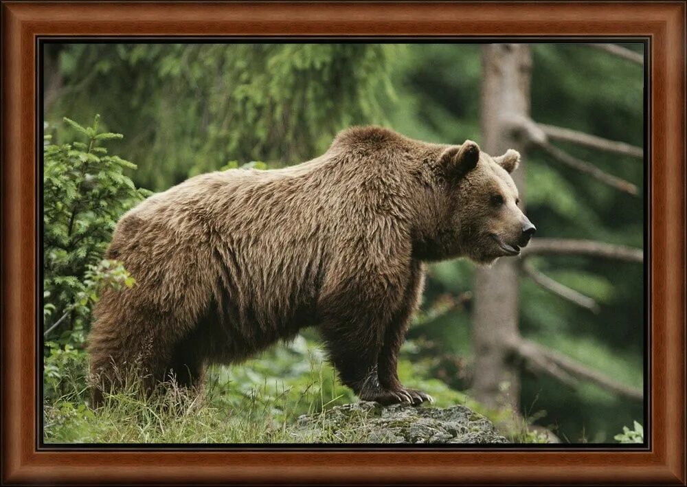 Животное тайги бурый медведь. Широколиственные леса бурый медведь. Бурый медведь Уссурийская Тайга. Бурый медведь Евразия. Животный мир тайги России бурый медведь.