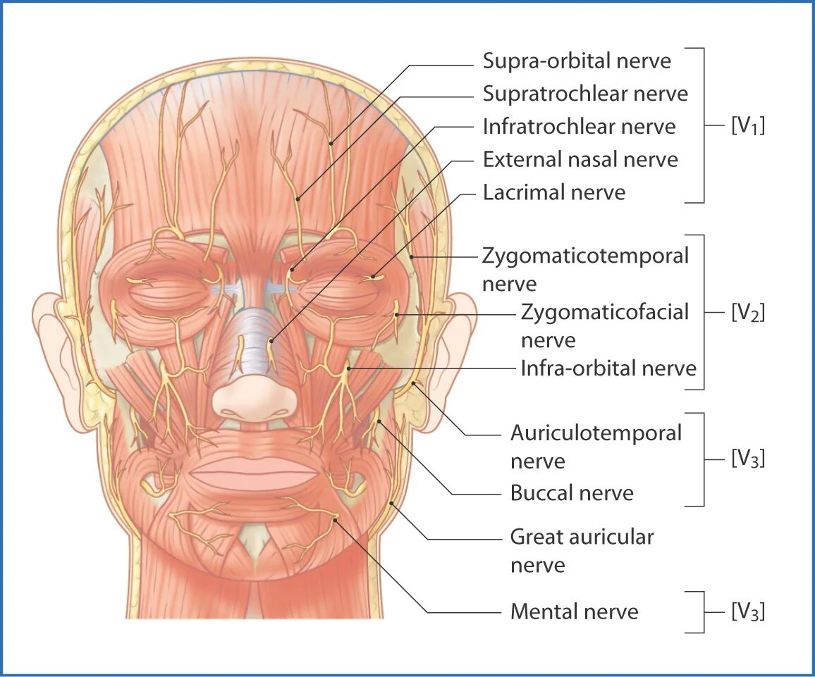 Нервы на лбу. Анатомия лица мышцы нервы сосуды. Иннервация мышц лица анатомия. Кровоснабжение лица для косметологов. Анатомия лица для косметологов артерии и сосуды.