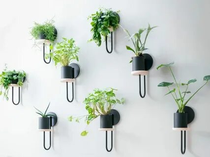 Plant 2020