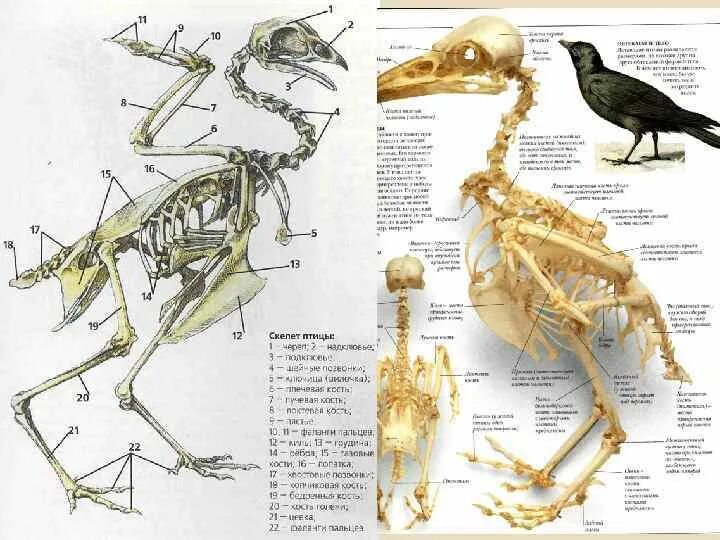 Строение скелета курицы. Череп птицы строение. Скелет птицы анатомия. Строение скелета птицы.