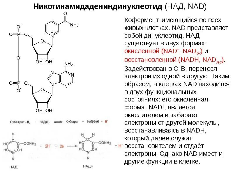 Никотин обмен веществ. Никотинамид динуклеотид. Никотин амиладениндинуклеотид. Строение кофермента НАДФ+. Кофермент НАДФ структура.