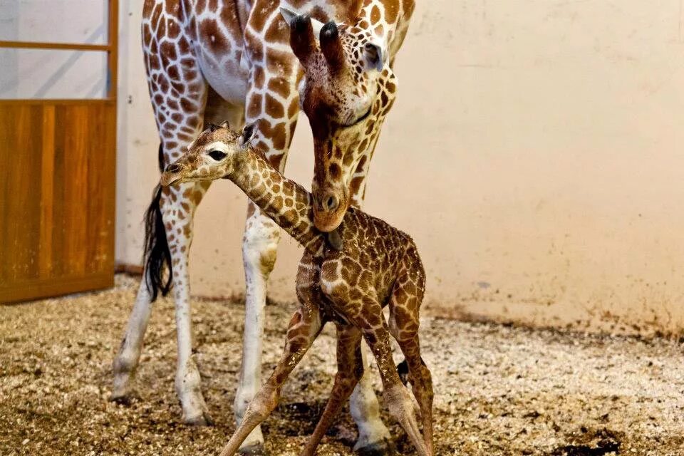 Сколько всего детенышей жирафа родилось за два. Жираф жирафиха Жирафенок. Детеныш жирафа. Жираф с детенышем. Маленькие Жирафы.