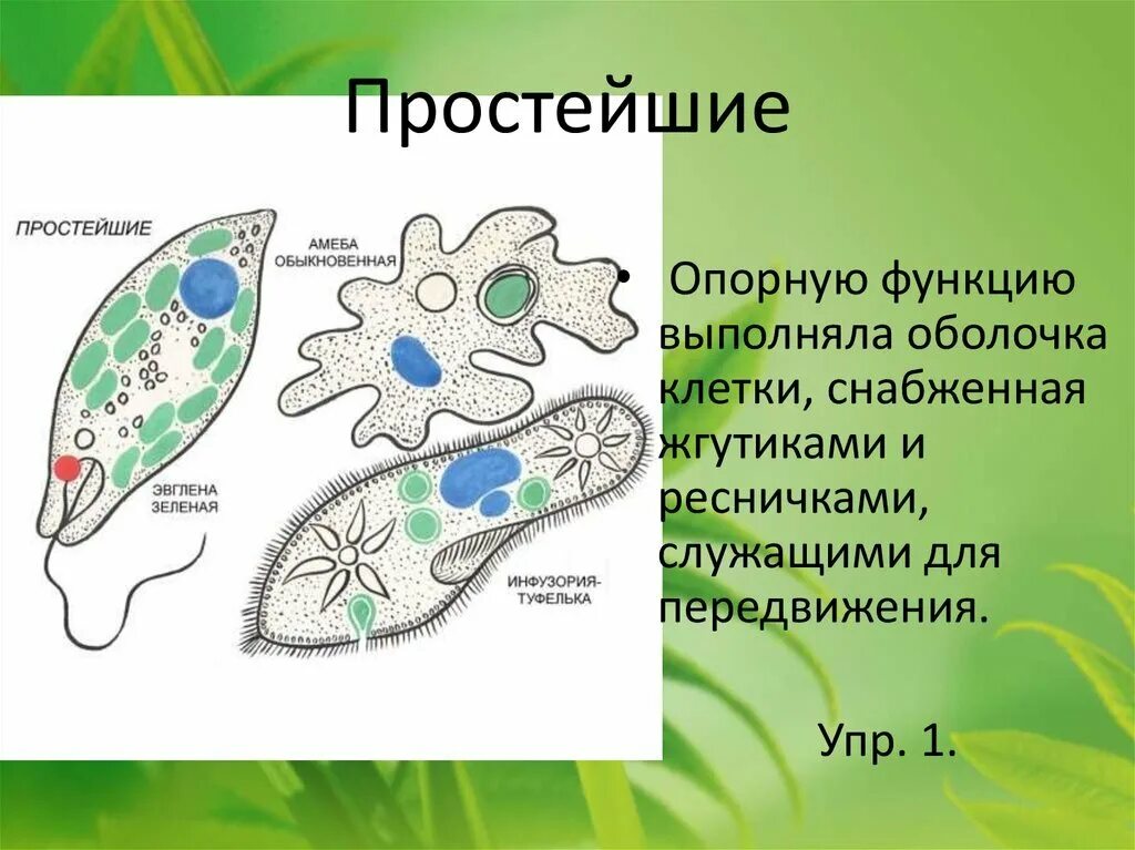 Амеба обыкновенная и инфузория туфелька. Эвглена зеленая одноклеточное. Строение инфузории эвглены зеленой. Эвглена и инфузория. Эвглена туфелька амеба.