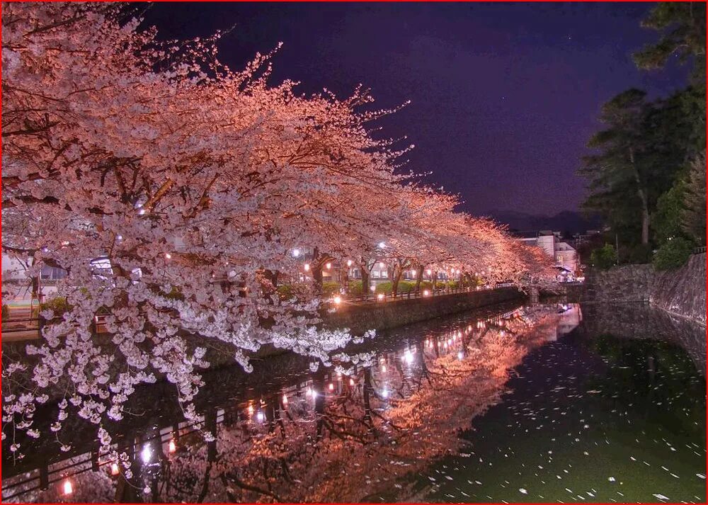 Сакура хан. Ханами в Японии. Праздник цветения Сакуры в Японии. Сакура Ханами. Ханами праздник цветения Сакуры.