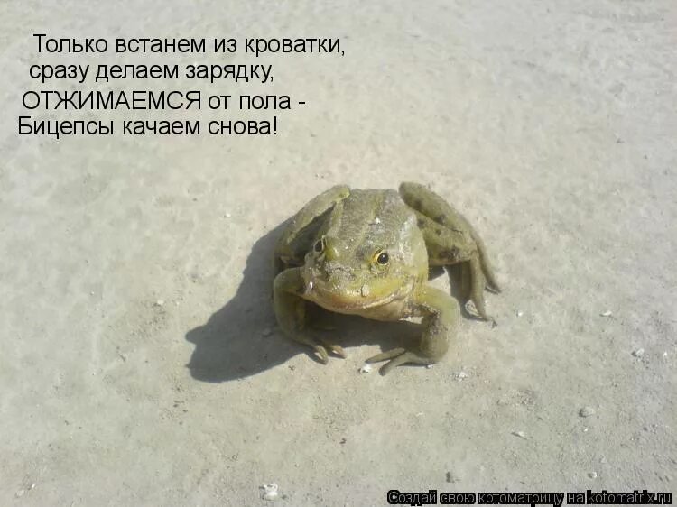 гипножаба эскиз. жаба сосед. жаба сосед. жаба прикол. поцелуй лягушки.