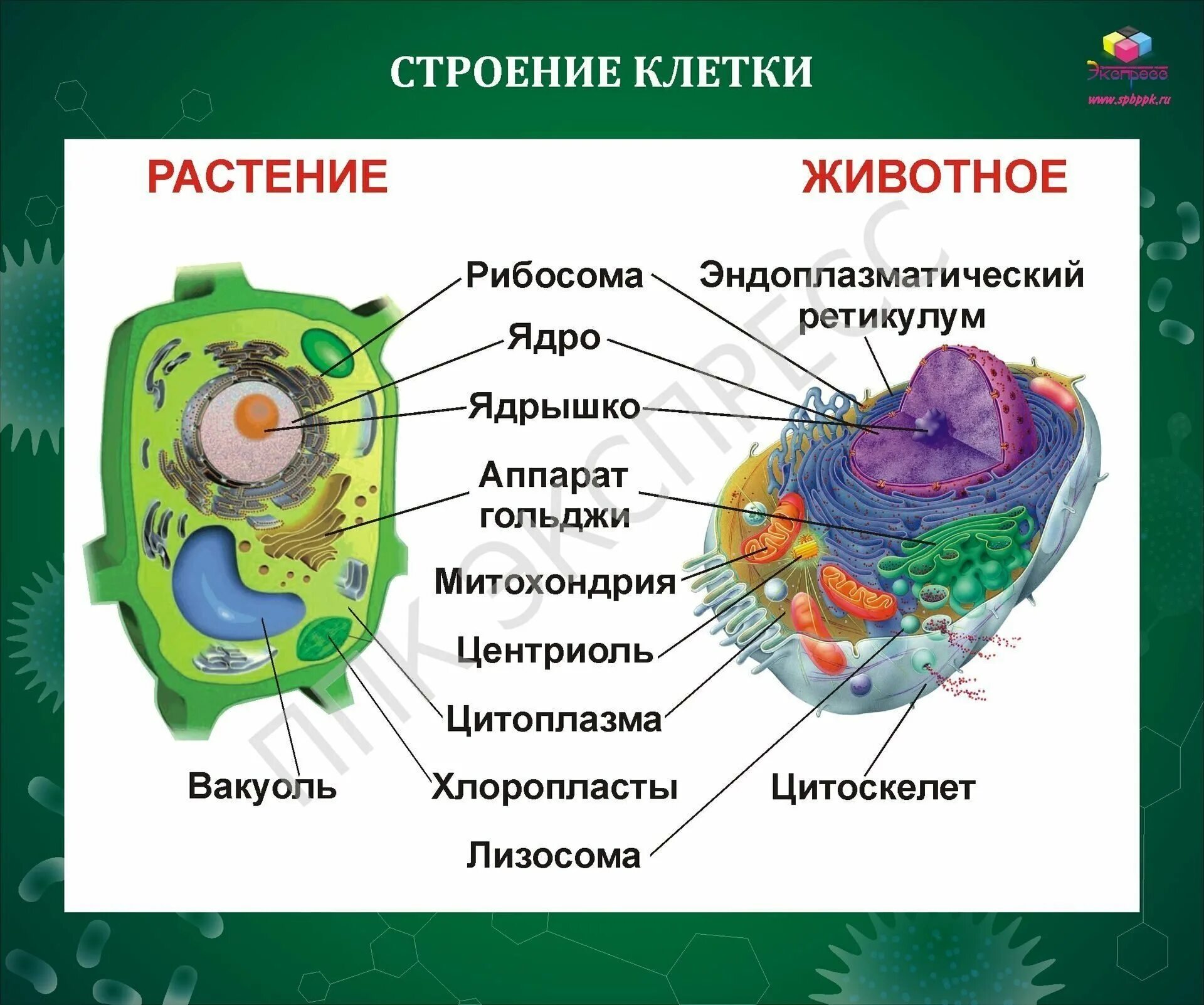 Функции цитоплазмы эукариотической клетки. Строение живой и растительной клетки 7 класс. таблица строение растительной и животной клетки 6 класс биология. строение растительной и животной клетки 9 класс биология. строение клетки растения и животного 5 класс.