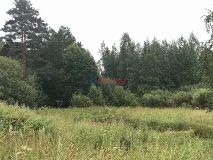 Плодовое ленинградская область