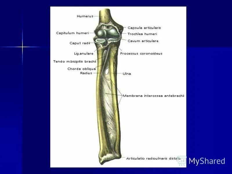 Межкостная мембрана локтевая. Дистальный лучелоктевой сустав. Соединение костей предплечья. Локтевой сустав межкостная мембрана. Кости предплечья соединение