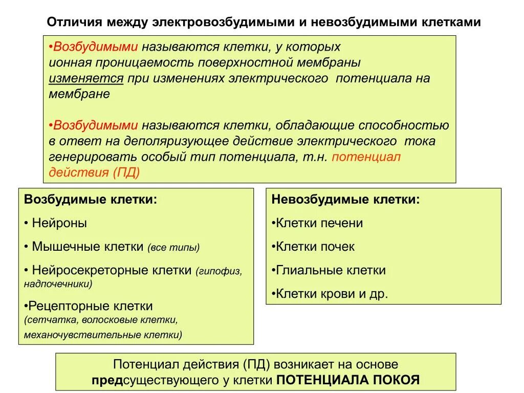 Реакции возбудимых и невозбудимых мембран на раздражители. Возбудимые и невозбудимые клетки. Возбудимые и невозбудимые клетки физиология. Виды возбудимых клеток.