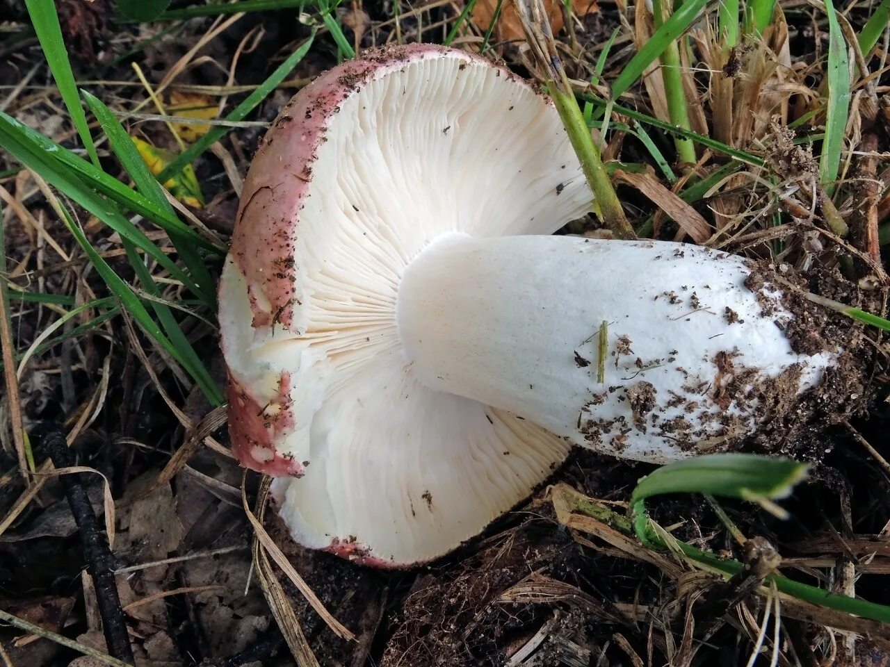 Сыроежка сардониксовая Russula Sardonia. Подгруздок белый ложный. Гриб подгруздок белый ложный. Сыроежка выцветающая (Russula exalbicans). Пластинчатые сыроежка