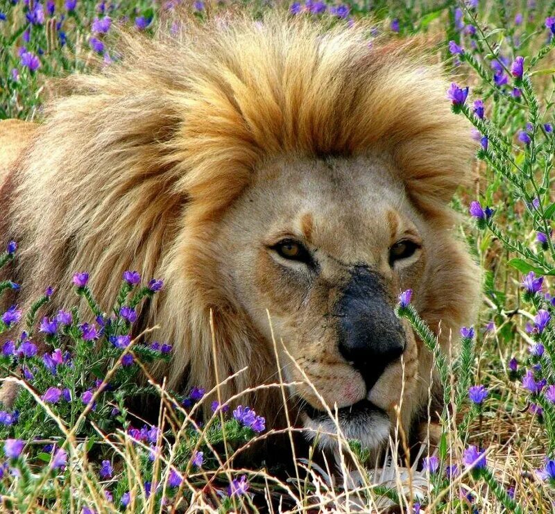 цветы по знакам зодиака женщины. лев и львица. заставка на рабочий стол лев. знаки зодиака цвета. лев символ.