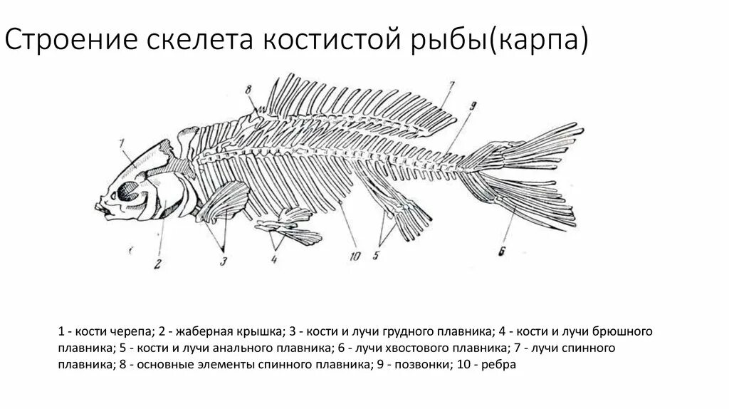 Осевой скелет костистой рыбы. Строение скелета костистой рыбы. Костные рыбы строение осевого скелета. Внутренне строение костной рыбы.