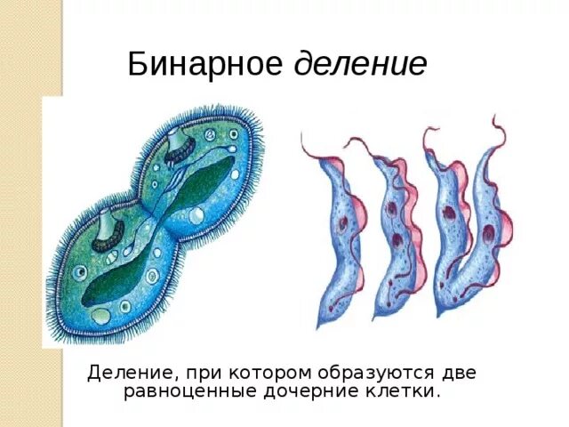 Бинарное деление. Бинарное размножение. Бинарное деление клетки. Поперечное бинарное деление. Прямым бинарным делением клетки