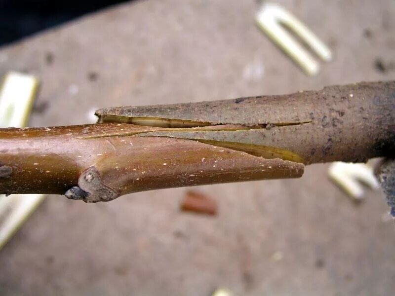 Способы прививки плодовых деревьев окулировка. Прививка плодовых улучшенная копулировка. Улучшенная копулировка яблони. Копулировка. Прививка плодовых деревьев копулировка.