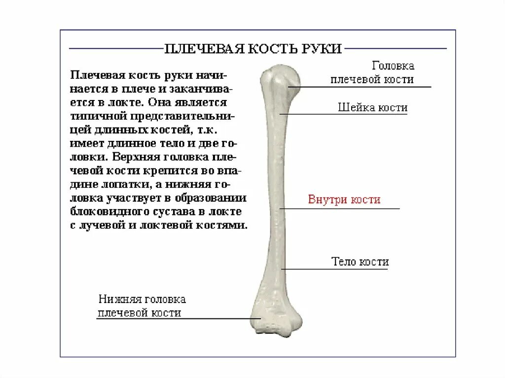 Плечевая кость строение и функции. Строение плечевой кости анатомия на латыни. Плечевая кость анатомия строение на латыни. Плечевая кость, анатомические структуры..