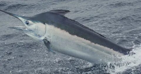 Black marlin
