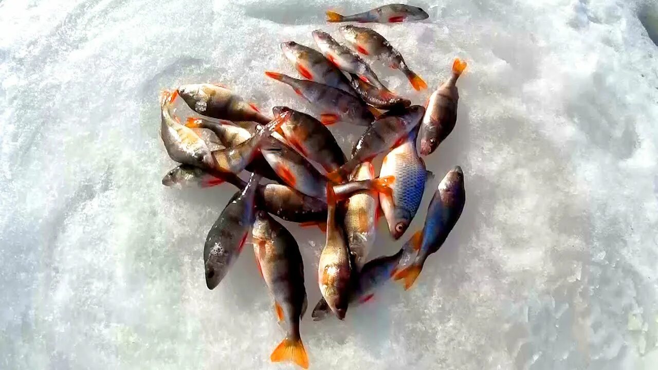 Окунь Истринское водохранилище. Мормышки на окуня. Зимняя рыбалка Весенняя. Зимняя рыбалка на Истринском водохранилище.