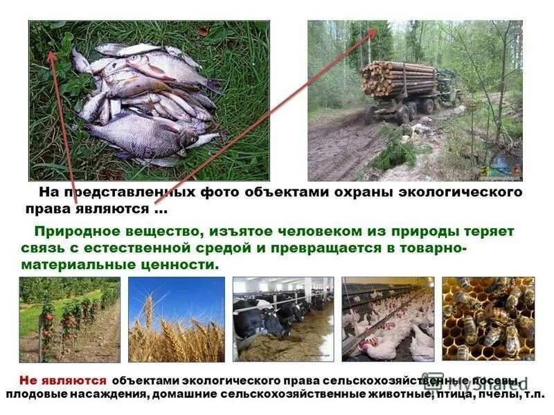 предмет экологического права пример. понятие экологического права. объектами экологического права являются. объектом охраны в экологическом праве является. система отрасли экологического права схема.