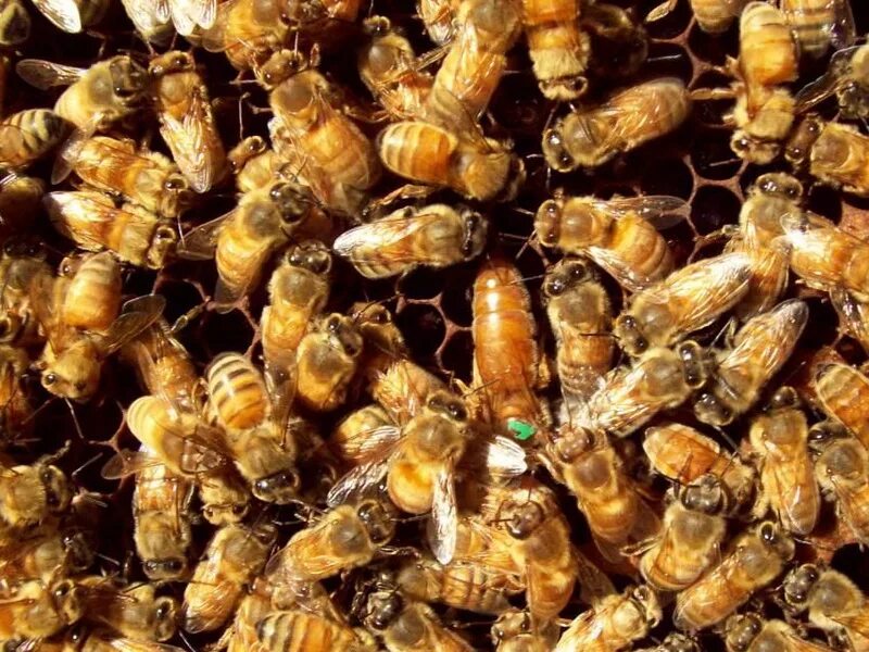 карпатка пчела характеристики. какая порода пчел. пчеломатка кордован. карника порода пчел. матка карника, карпатка ,бакфаст.