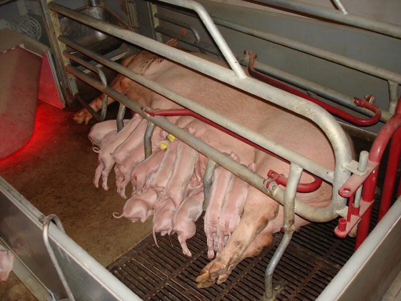 мираторг новый завод в курской области свинокомплекс. новоселки свинокомплекс. ржевский бекон. агроэко свинокомплекс тамбов. современный свинарник.