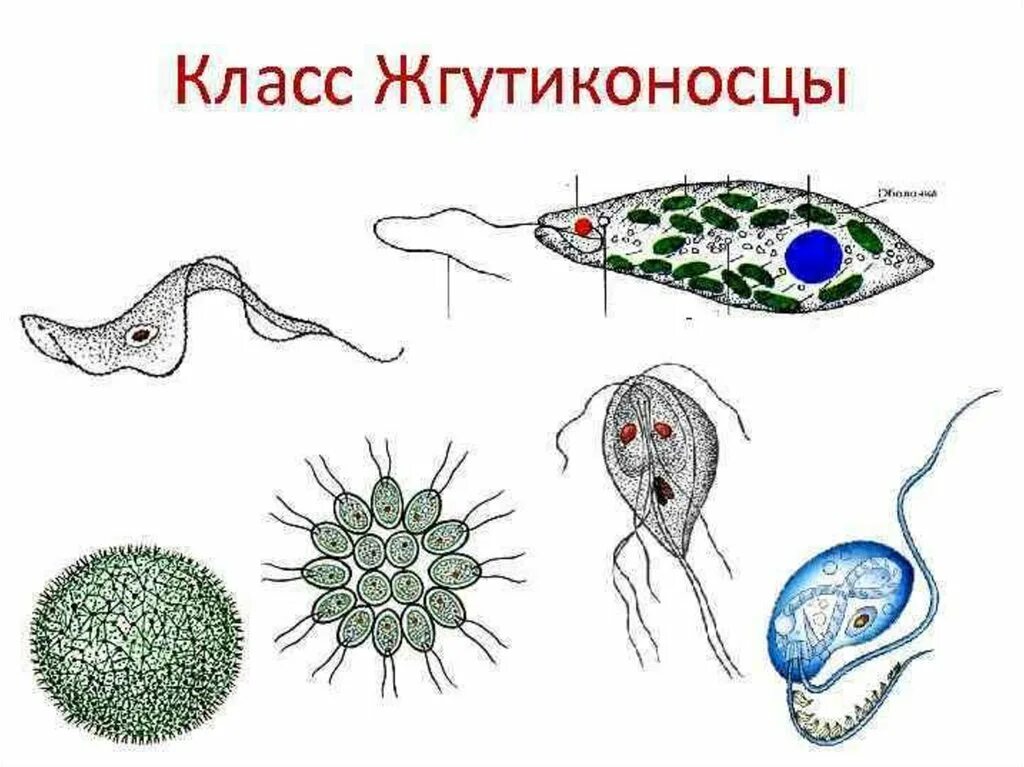 Тип жгутиконосцы класс жгутиковые. Паразиты жгутиконосцы биология. Жгутиконосцы эвглена. Панцирные жгутиконосцы представители. Одноклеточная брюс