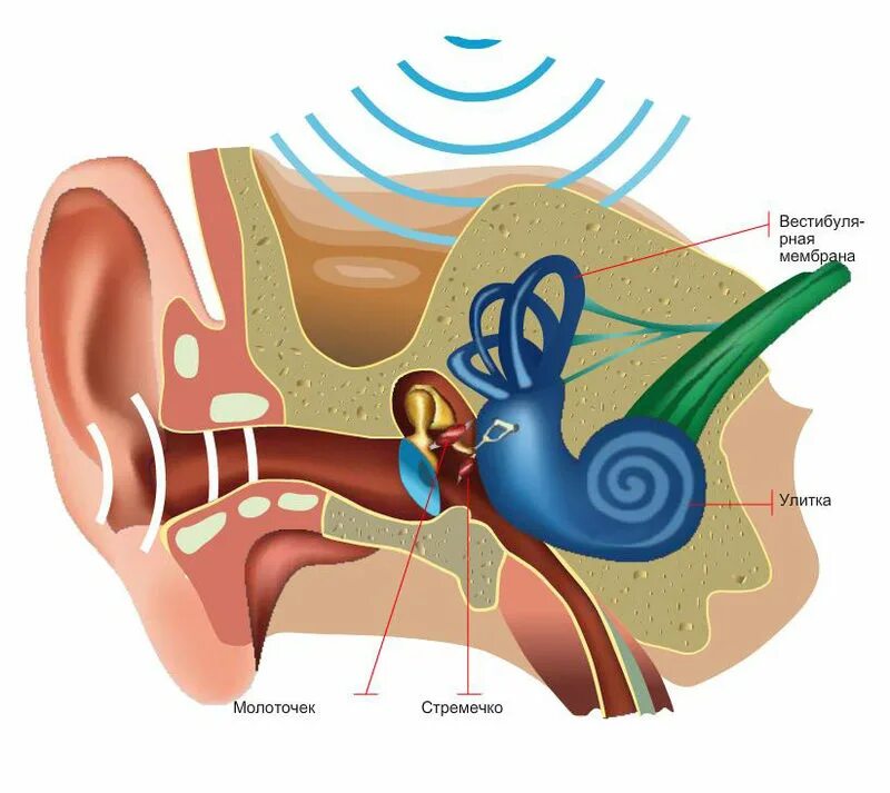 Слух и восприятие звука. Аппарат внутреннего уха. Методика Томатис. Мембраны внутреннего уха. Механизм восприятия звука.