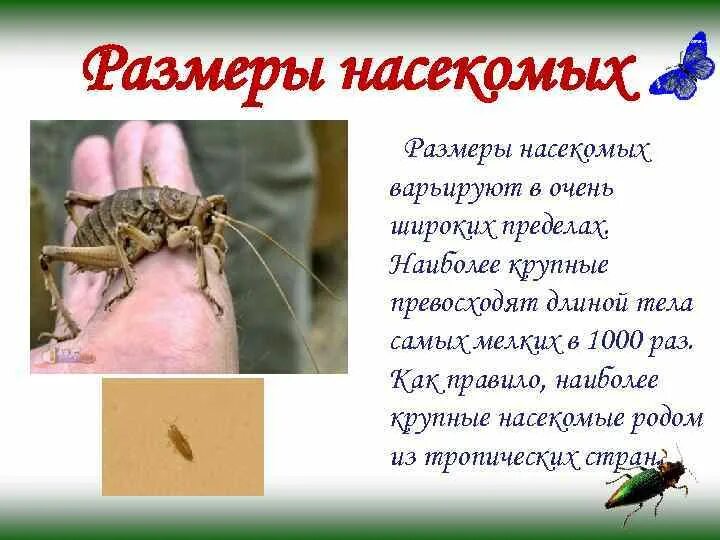 Размеры тела насекомого. Голова грудь брюшко майского жука. Строение насекомых внешнее строение майского жука. Размеры тела насекомого. Характеристика класса насекомые.